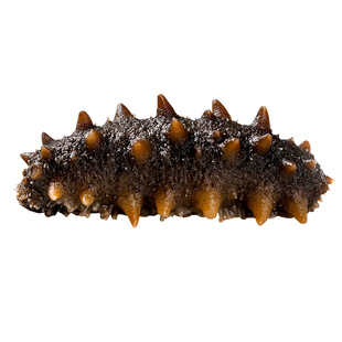 正宗大连鲜食海参即食海参鲜活辽刺参新鲜海生营养速食装旗舰店