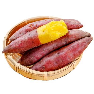 临安天目山小香薯正宗板栗红薯