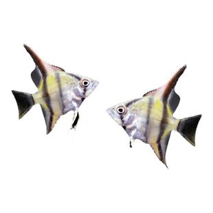 神仙鱼热带活体观赏鱼大号燕鱼秘鲁三色淡水好养小型鱼七彩神仙鱼