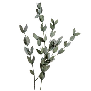 中份干花叶材永生花请柬diy材料包圣诞松枝尤加利叶花环饰品拍摄