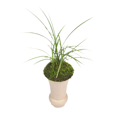 花卉国兰金边春兰皎月兰花盆栽植物名贵细叶兰草浓香兰花苗带花苞