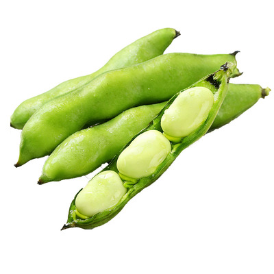 新鲜蚕豆云南口感鲜嫩饱满多汁