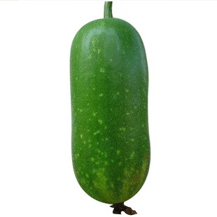 早绿小冬瓜种子毛冬瓜小节瓜迷你水果冬瓜早熟丰产四季播蔬菜种子