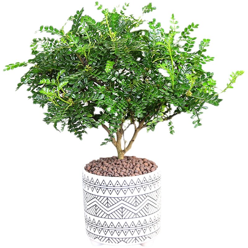 绿植清香胡椒木驱蚊好养花卉
