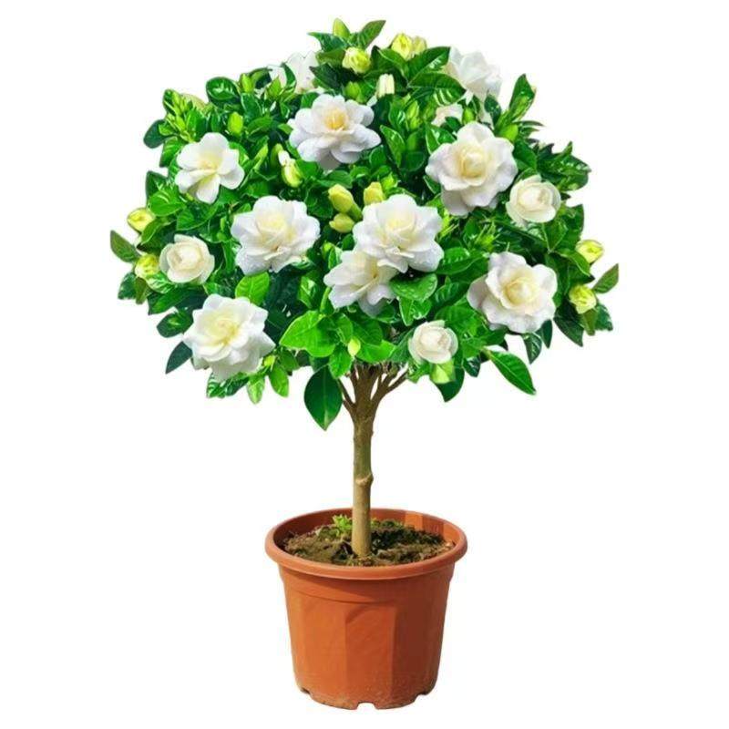 栀子花水培盆栽带苞浓香驱蚊