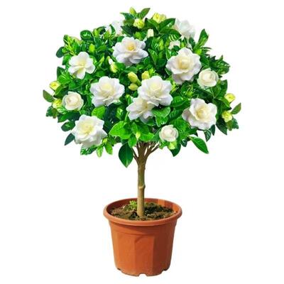 栀子花水培盆栽带苞浓香绿植