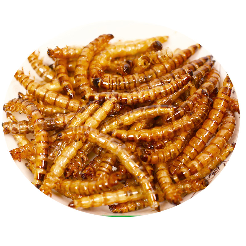 油炸大麦虫美食食用即食零食昆虫