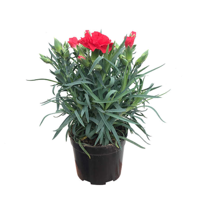 绿植带花苞好养易成活康乃馨盆栽