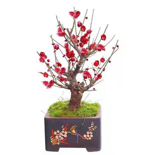 梅花盆栽树苗素心腊梅精品红梅绿梅耐寒植物带花苞室内易养活花卉