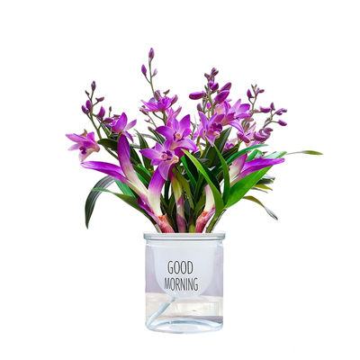 水培香水石斛兰花苗盆栽现带花苞