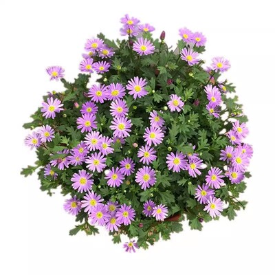 姬小菊小雏菊阳台庭院四季