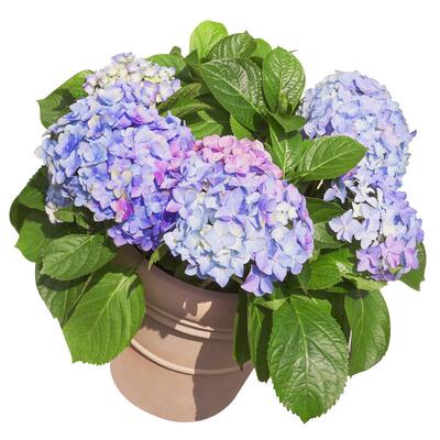虹越绣球花苗三河千鸟盆栽花量大