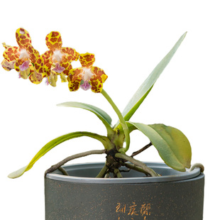 高品质云南兰园湿唇兰清新淡雅芳香植物附生兰观宽叶花卉易于养护
