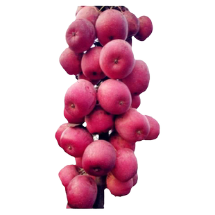 柱状苹果润太一号嫁接矮化果树苗南方北方四季种植盆栽地栽水果苗