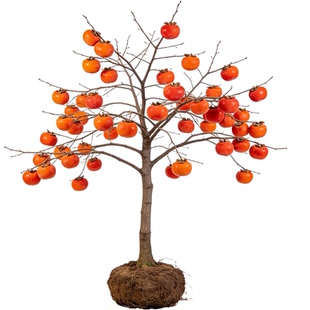 脆甜无核柿子树果苗太秋火晶盆栽南方北方四季种植庭院果树特大号