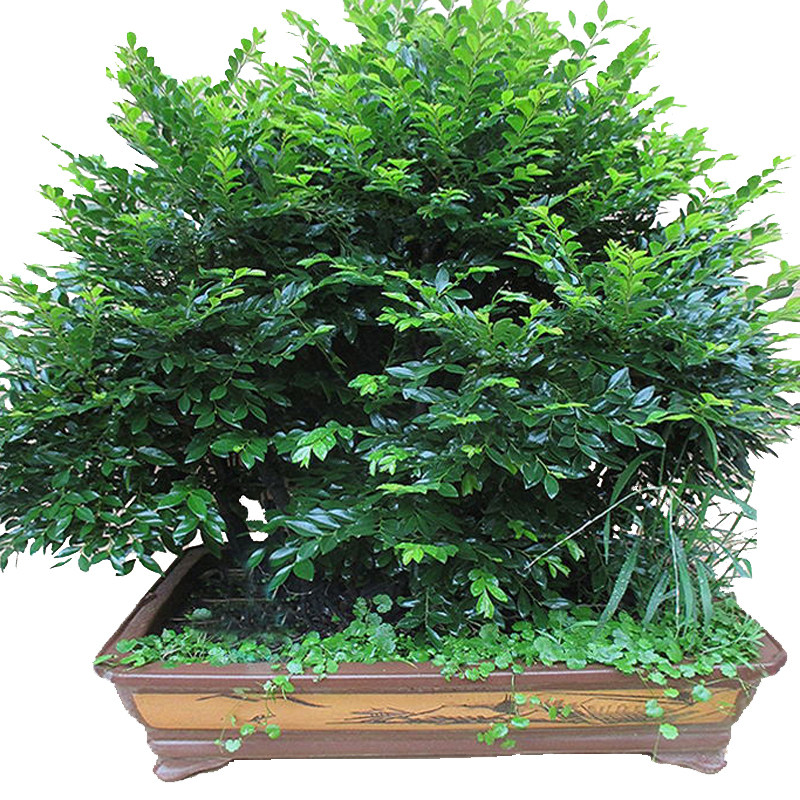 陶瓷盆盆景室内客厅绿植花卉