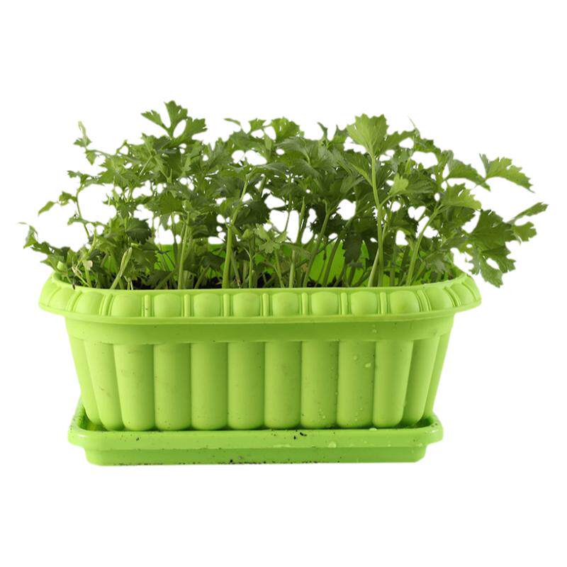 寿禾皇后西芹秧苗带土四季芹菜种子种籽苗秧小香芹四季菜苗蔬菜苗
