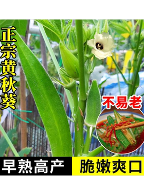 黄秋葵种籽原装开花7天开吃