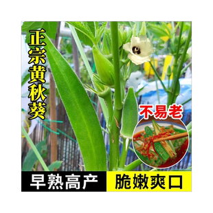 黄秋葵种孑阳台蔬菜苗秧苗南方种植农家种子春播四季水果菜种籽