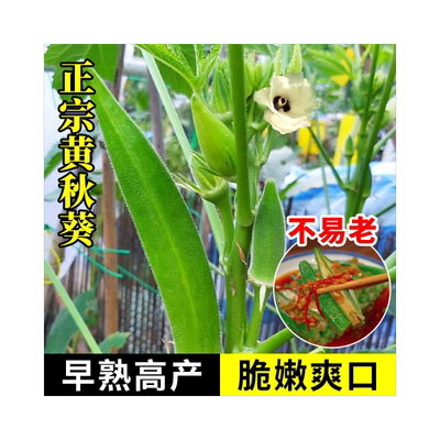 黄秋葵种籽原装开花7天开吃