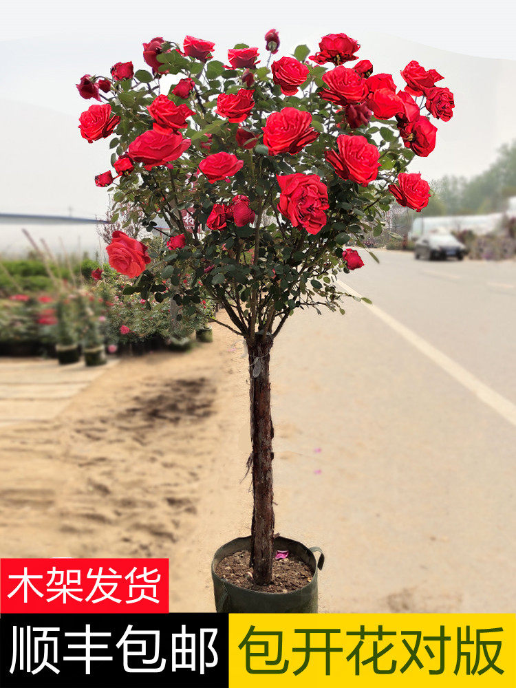 树桩月季棒棒糖庭院特大花苗浓香四季花卉植物玫瑰花树苗树状月季