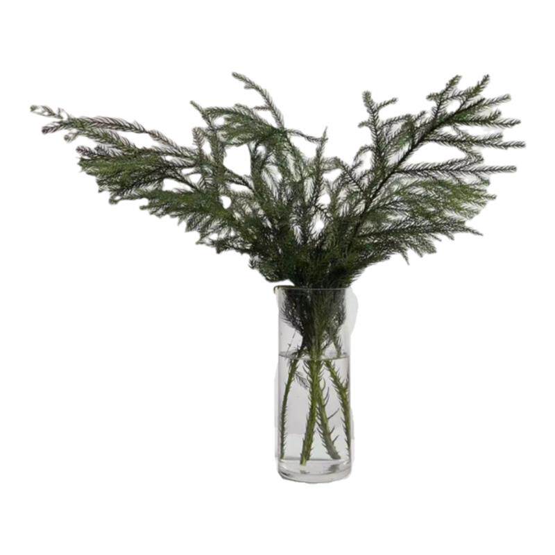 水培植物柳杉客厅观赏插花测试