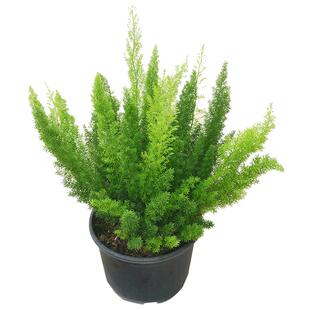 狐尾天门冬盆栽植物庭院花园柜台绿植四季常绿多年生观叶花镜花苗