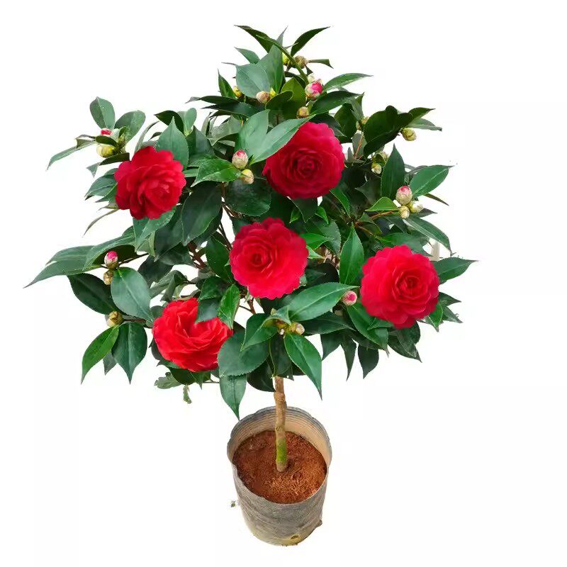 高杆茶花苗庭院常青风景花卉树苗