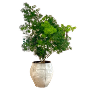 放青松蓬莱松盆栽耐阴家居绿植新手四季好养活办公室桌面工位植物