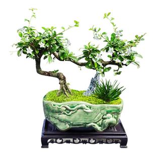 福建茶盆景飘枝绿植室内办公室好养悬崖造型老桩禅意植物客厅盆栽