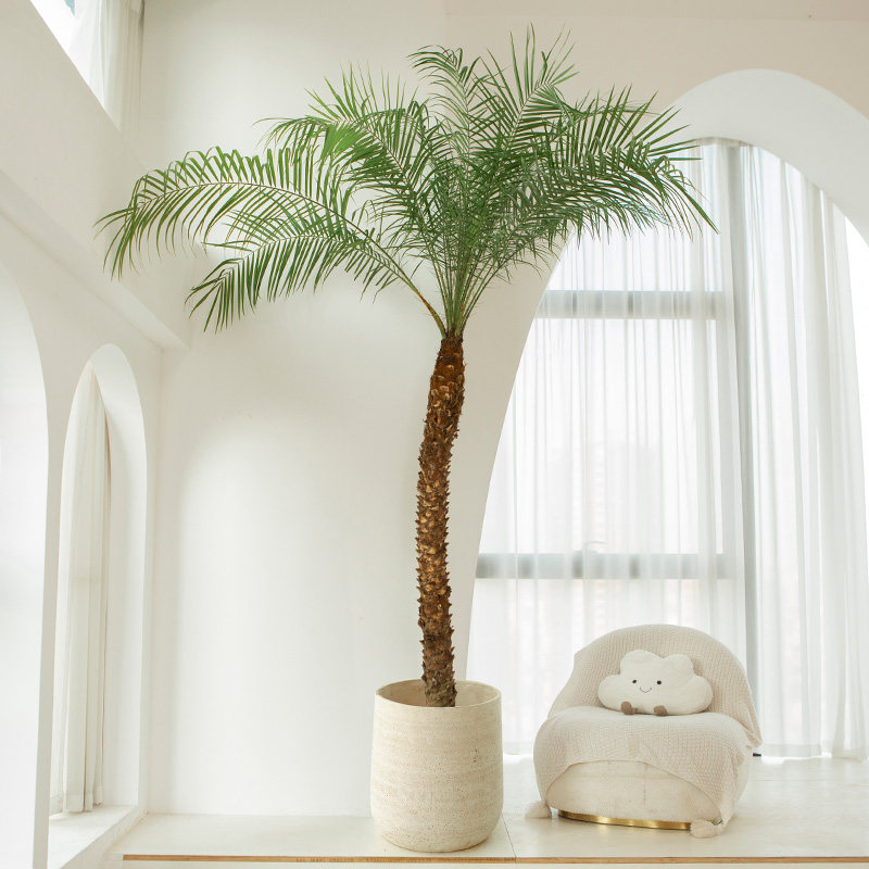 针葵盆栽针叶棕榈大型热带植物椰子树室内客厅阳台室外网红真绿植