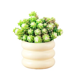 多肉植物雪花玉坠锦室内桌面好养活多肉盆栽绿植花卉桌面精品肉肉