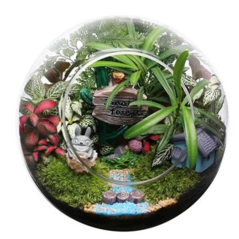 微观苔藓多肉迷你玻璃绿植