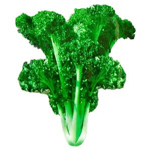 真好吃绿绒菜种子春不老菜籽花叶苔菜菜园菜籽四季播种蔬菜种子