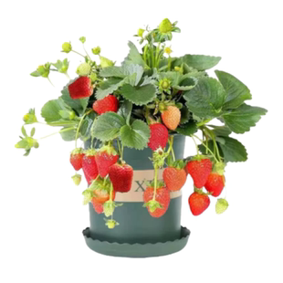 草莓带果盆栽可食用超大号草莓秧苗奶油丹东99草莓苗带盆阳台果树