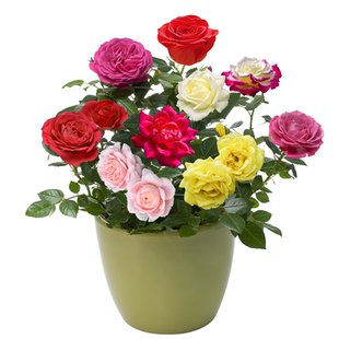 玫瑰花种籽子四季播种开花易活室内花卉植物盆栽室外庭院鲜花种子