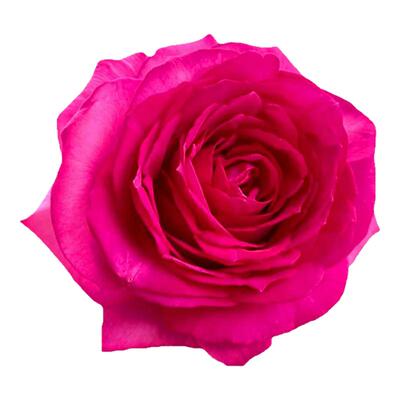 爬藤蔷薇花深粉龙沙宝石月季花苗