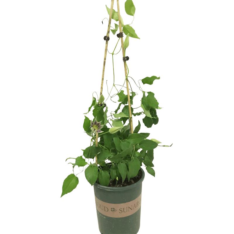 铁线莲盆栽爬藤植物乌托邦四季开花重瓣大花藤本花卉植物阳台造景