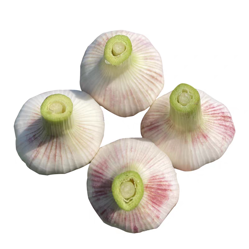 2026特级新鲜紫皮大蒜鲜蒜现挖