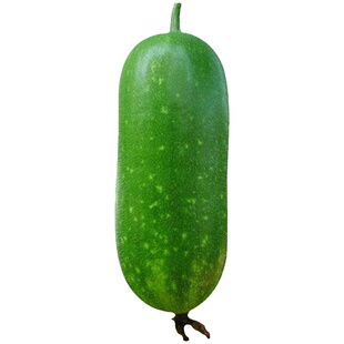 碧绿小节瓜种子广东绿皮毛节瓜种籽早熟高产小冬瓜种春秋蔬菜种孑