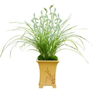 翁源兰花德芳兰业莲瓣兰碧龙玉素客厅阳台浓香型花卉绿植基地盆栽