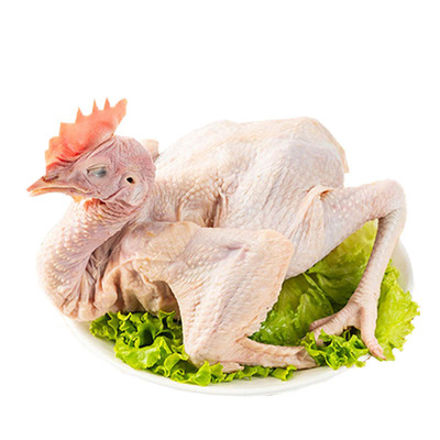 草原兴发黄金鸡龄老母鸡土鸡