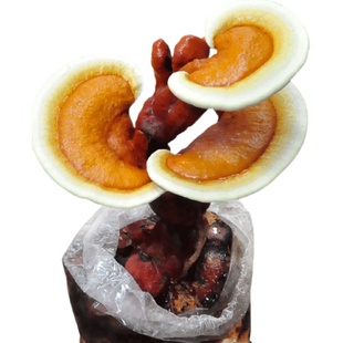 菇婆婆 观赏食用菌灵芝盆景室内蘑菇种植菌包菌种家庭种植蘑菌包