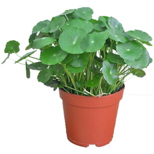 带叶铜钱草香菇草金钱草观叶盆栽绿植水培养植物花卉聚财室内包邮