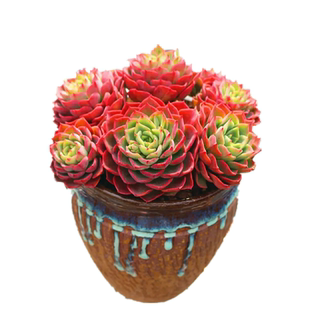 贝拉多娜 韩系进口精品控养群生多肉植物 开学季礼物好养好度夏