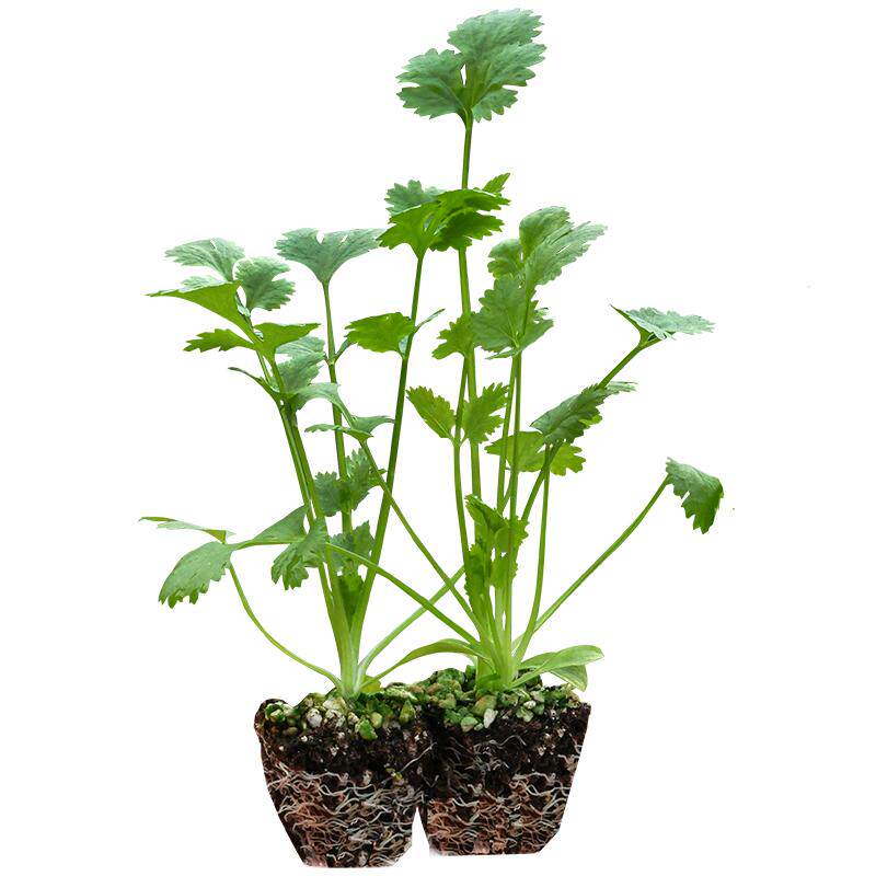 蔬菜苗大全四季盆栽秧苗番茄辣椒茄子种籽孑秋季小黄瓜韭菜根菜苗