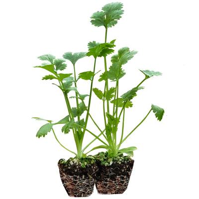 蔬菜苗大全四季盆栽番茄辣椒秋季