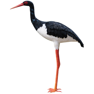 仿真羽毛黑鹳白鹳中白鹭大白鹭苍鹭丹顶鹤模型湿地水鸟展馆陈设