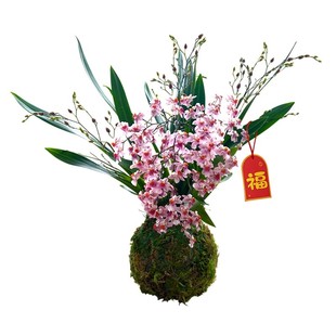 【20支花剑】香水文心兰盆栽现带花苞梦香兰精品兰花苗名贵花卉