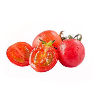 矮生番茄苗秧盆栽小番茄苗树带果釜山88嫁接番茄苗老品种四季盆栽